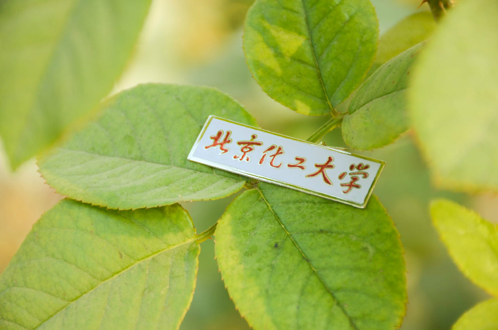 北京化工大学毕业证(北京化工大学毕业证书图片)